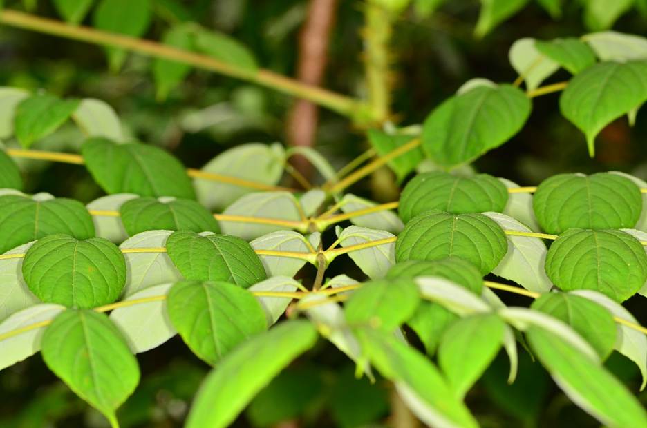 Close-up of a plant with green leaves
AI-generated content may be incorrect.