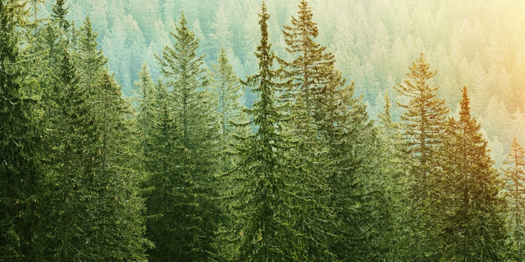 Green coniferous forest lit by sunlight