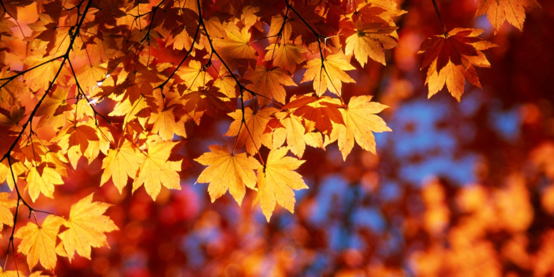 Autumn Leaves