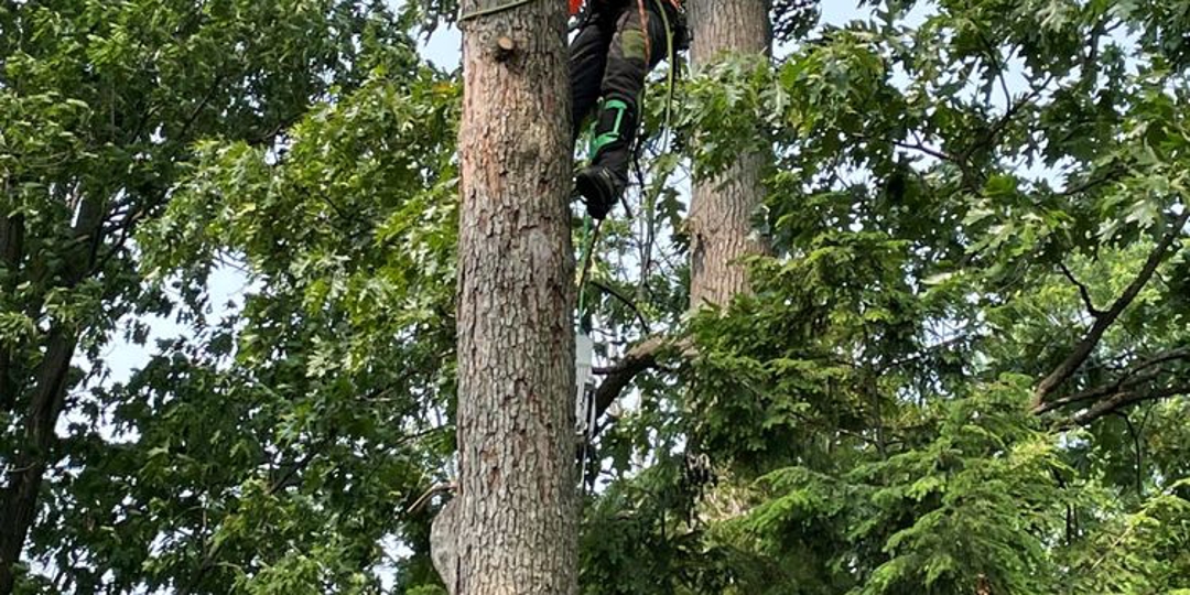 Monster Tree Service Alexandra