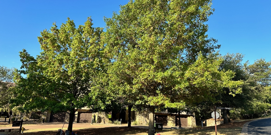 Monster Tree Service Image