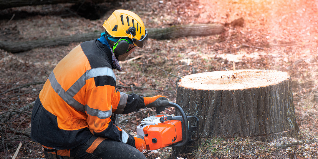 A professional arborist in high-visibility orange safety gear, a yellow hard hat, and ear protection kneels on a forest floor. He is using a chainsaw to make a precision cut at the base of a tree stump. Wood chips are scattered around the work area, and br