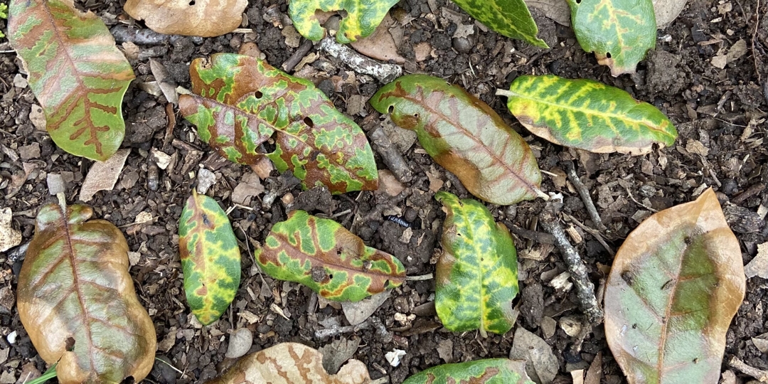 Monster Tree Service