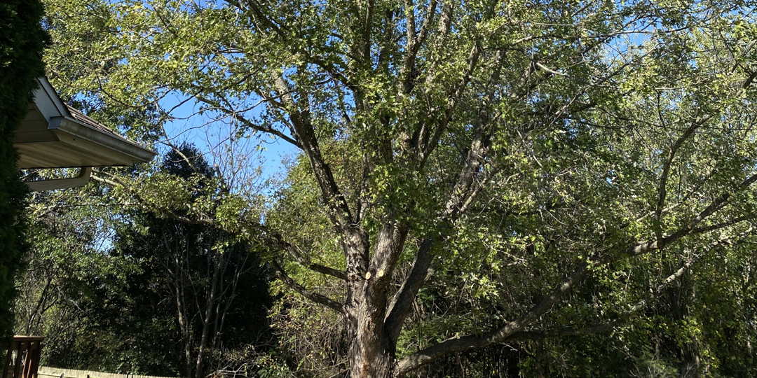 tree