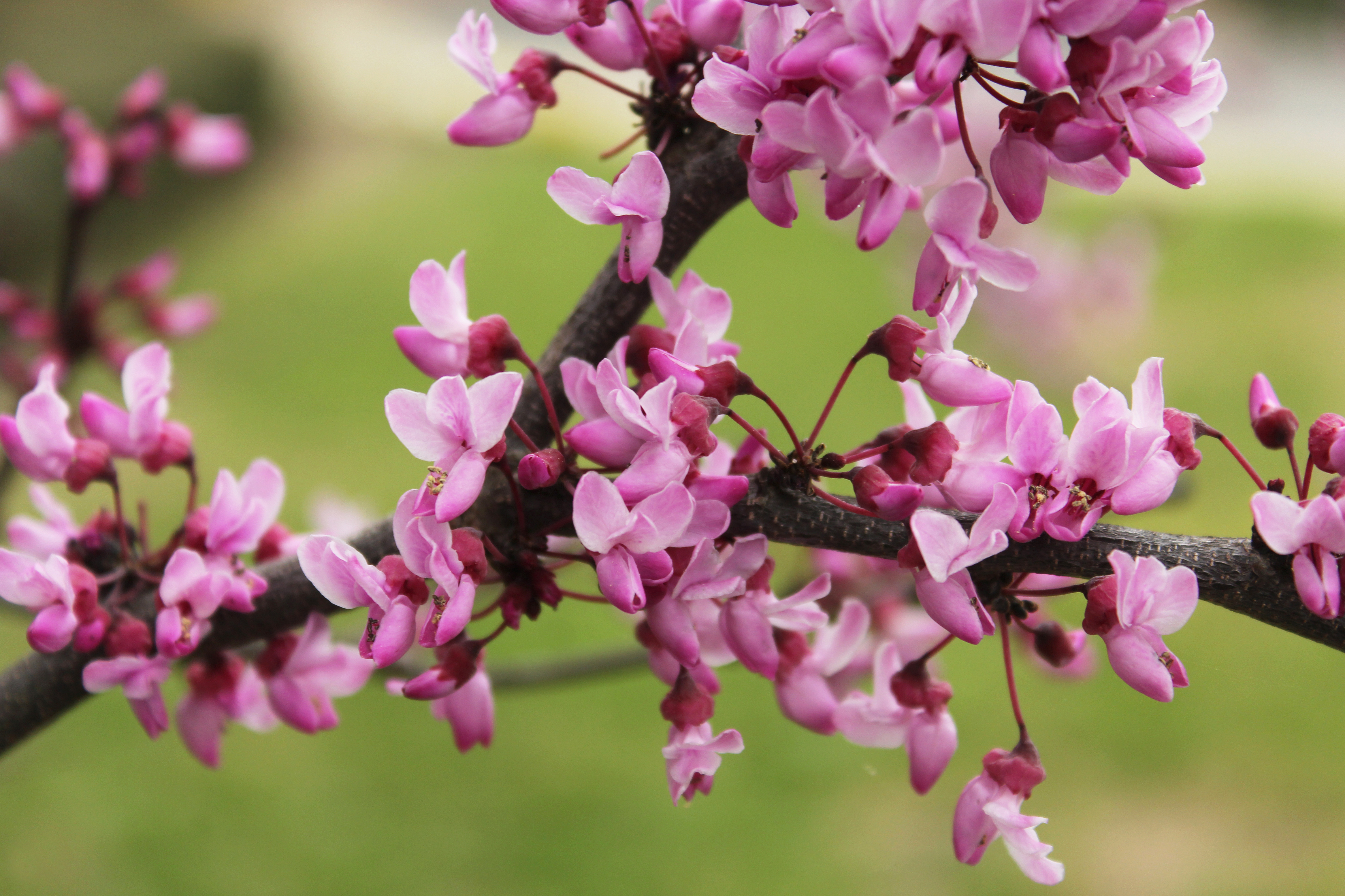 The Best Trees to Plant in Pearland, TX: A Homeowner's Quick Guide to Gulf Coast Landscaping
