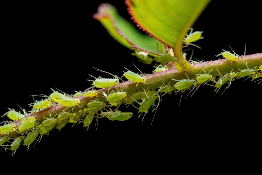 Stopping Aphids from Taking Over Your Trees and Landscape