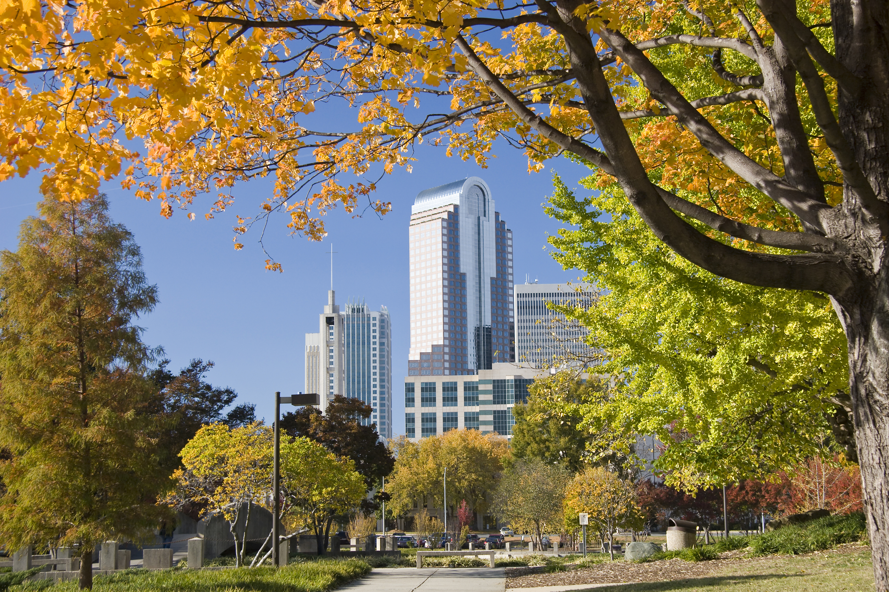 10 Must-Know Seasonal Tree Care Tips to Protect Your Charlotte Trees