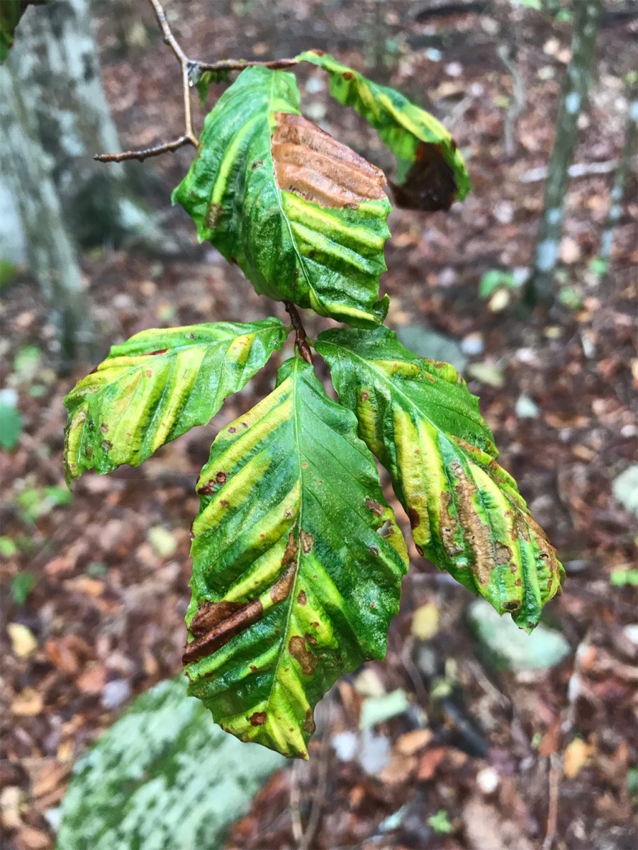How to Tell if Your Greenville Beech Tree Has Beech Leaf Disease