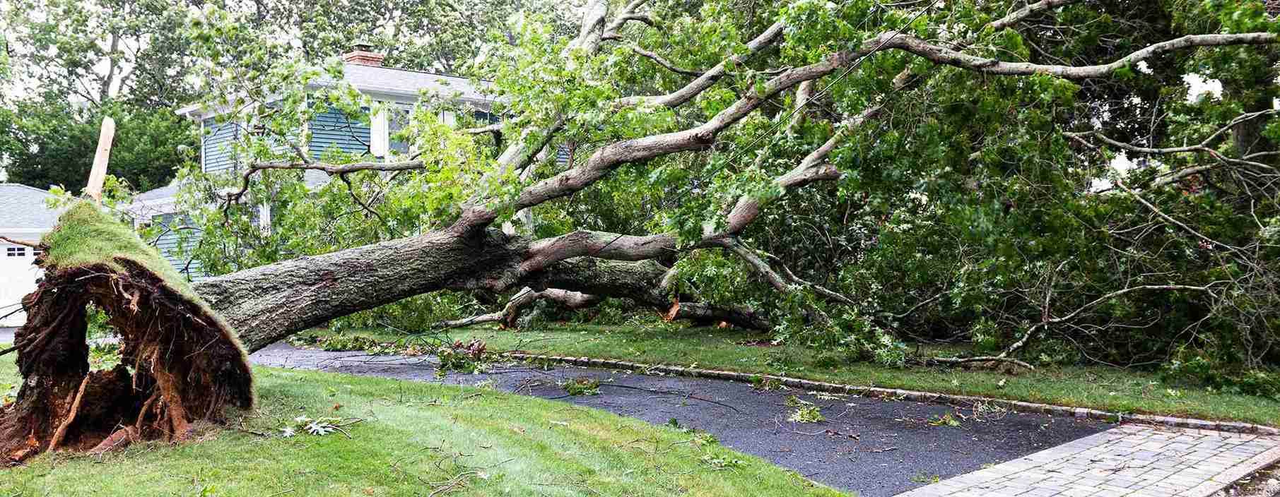 Emergency Tree Services in The Woodlands, TX