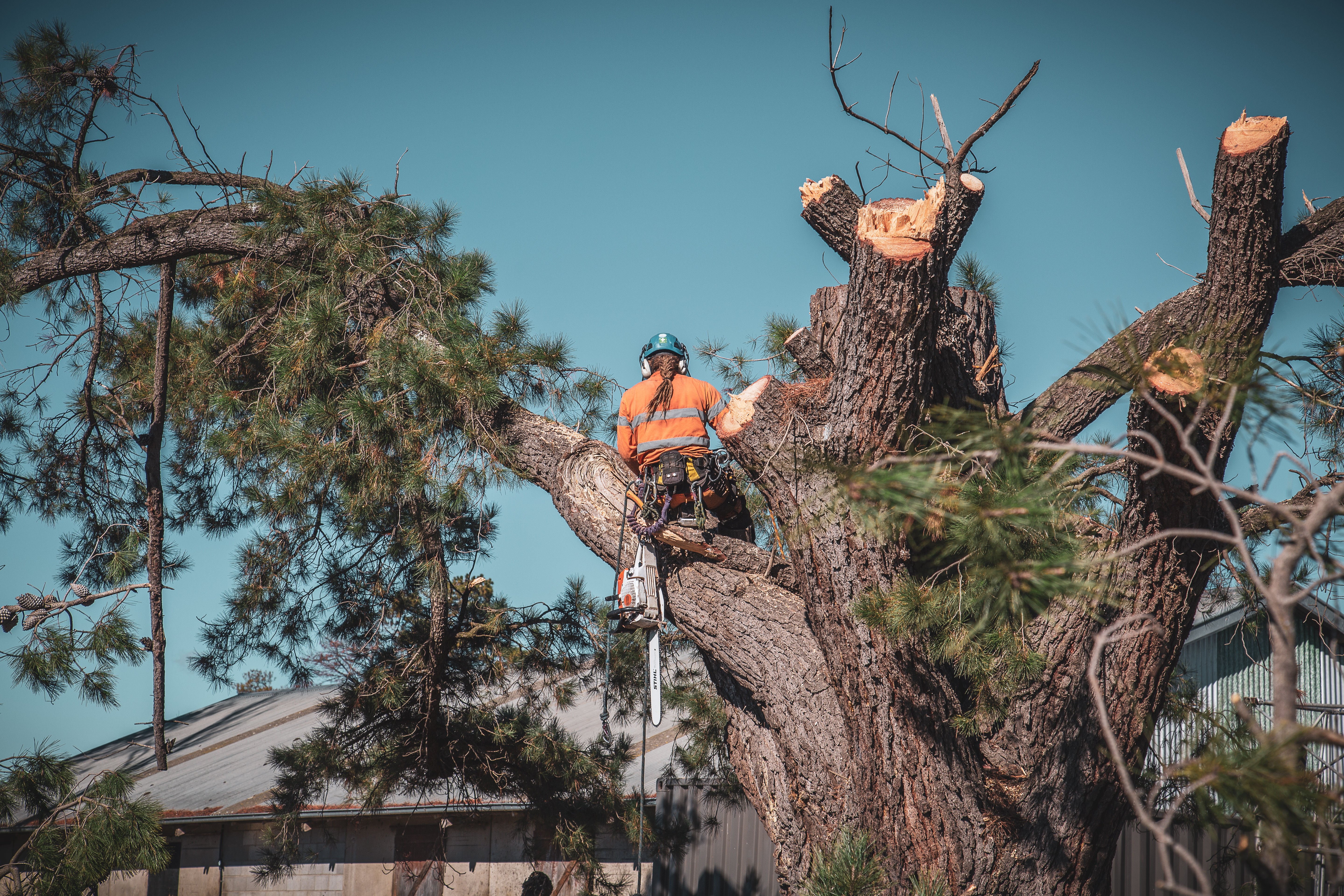 Hazardous Tree Removal: Signs You Need Professional Help in Northwest Houston