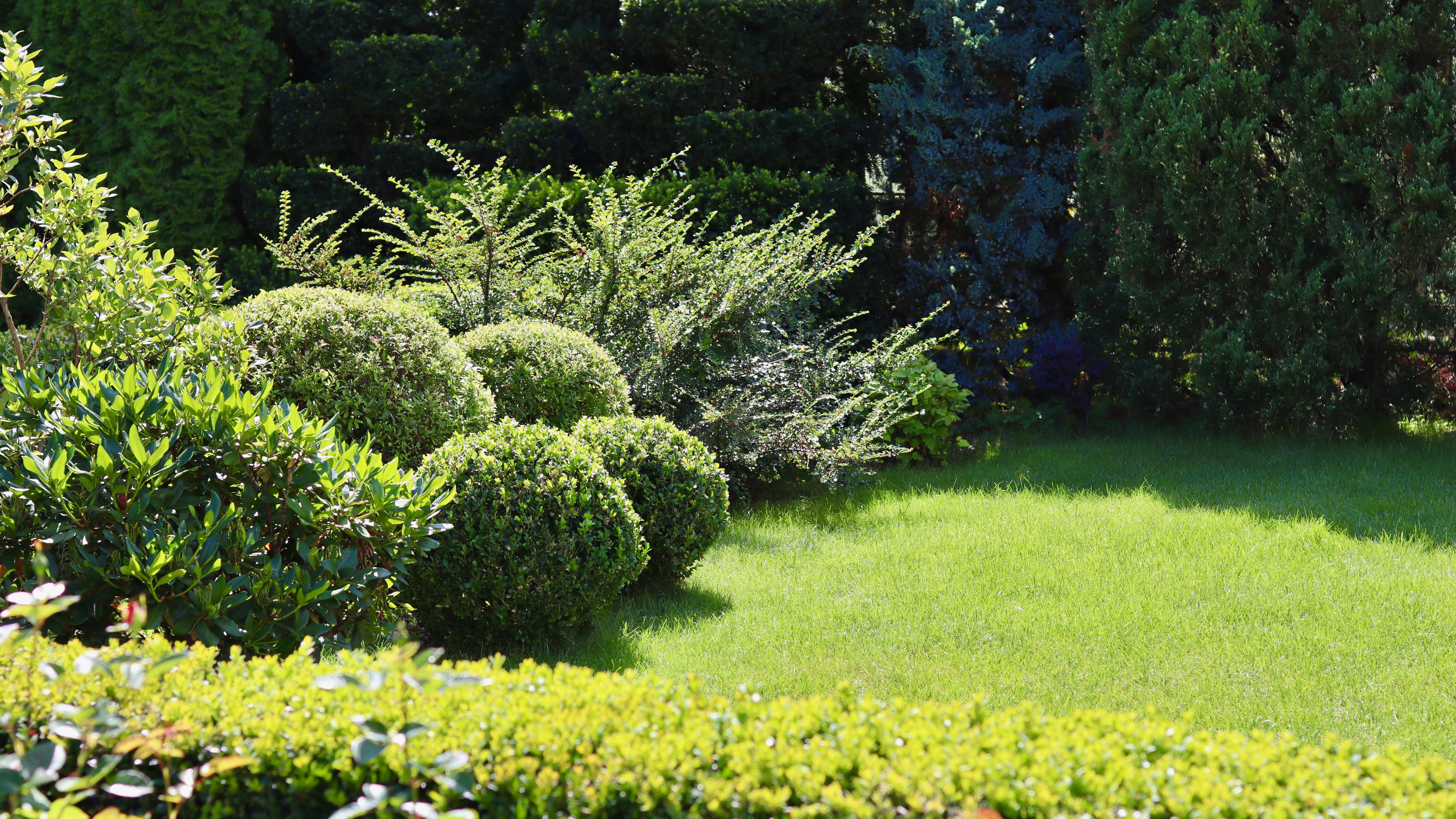 Signs Your Shrubs Need Professional Removal in Northwest Houston