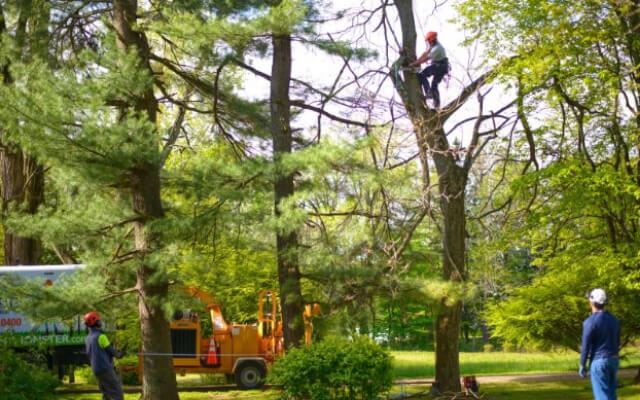 Winterizing Your Louisville Tree in St. Matthews, Jeffersontown, Middletown, and Norton Commons