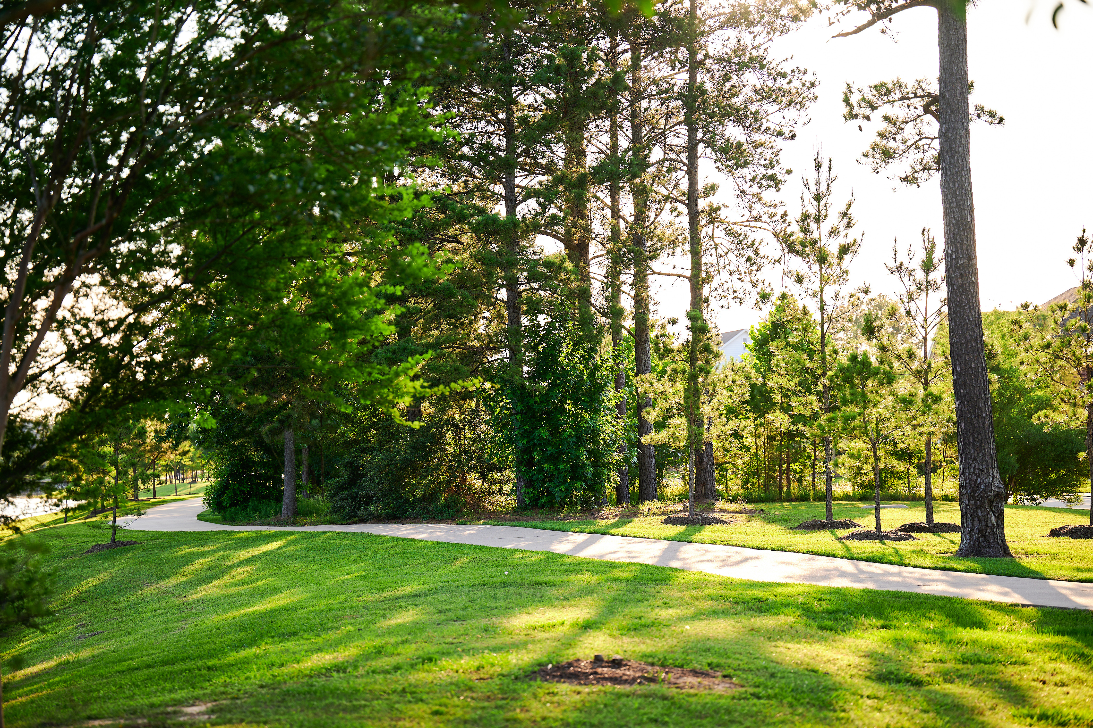 Questions to Ask Before Hiring a Tree Service: Essential Safety & Business Checklists for Texas Gulf Coast Homeowners