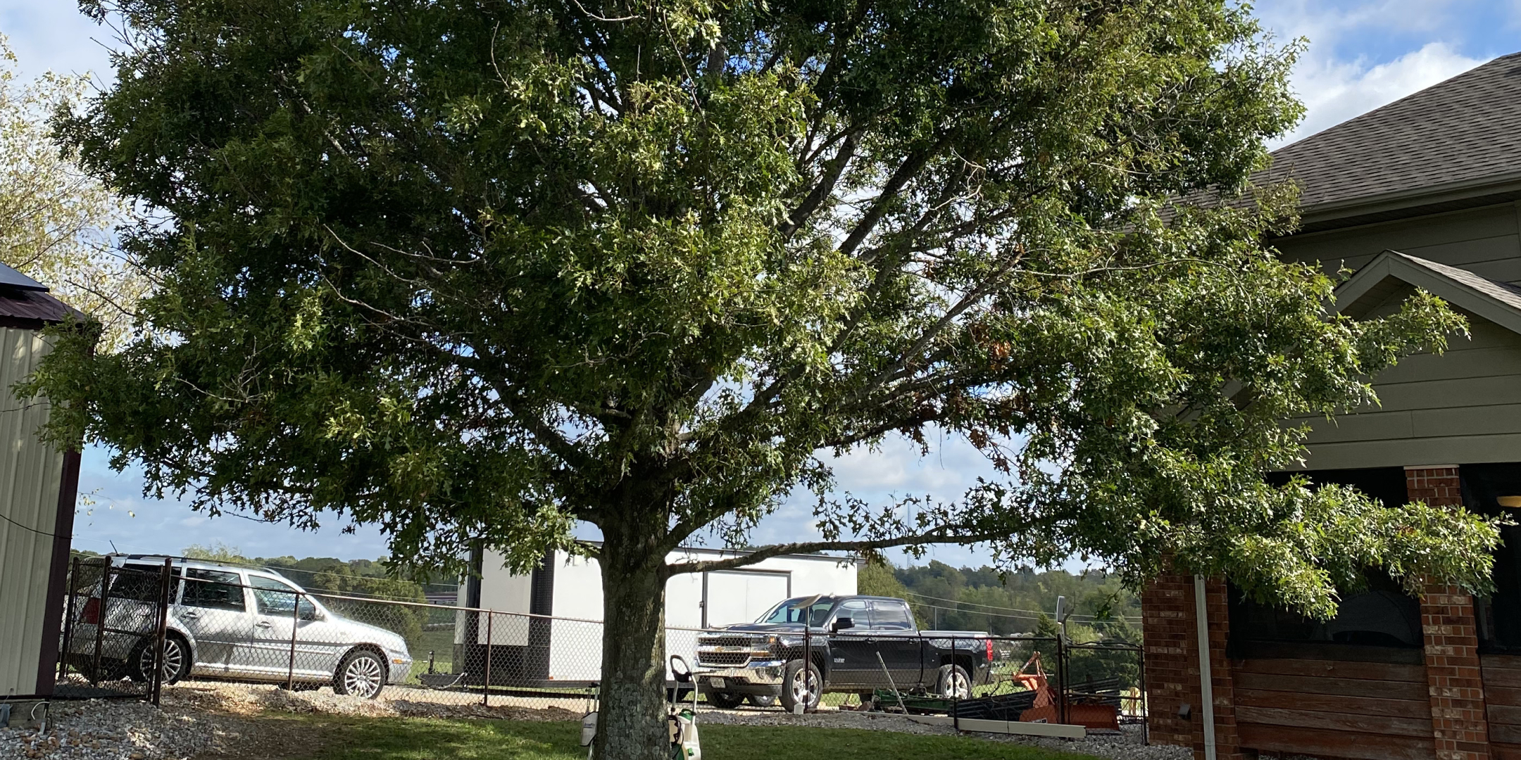 How Much Does It Cost to Cut Down a 100 Ft Tree in Springfield, Missouri?
