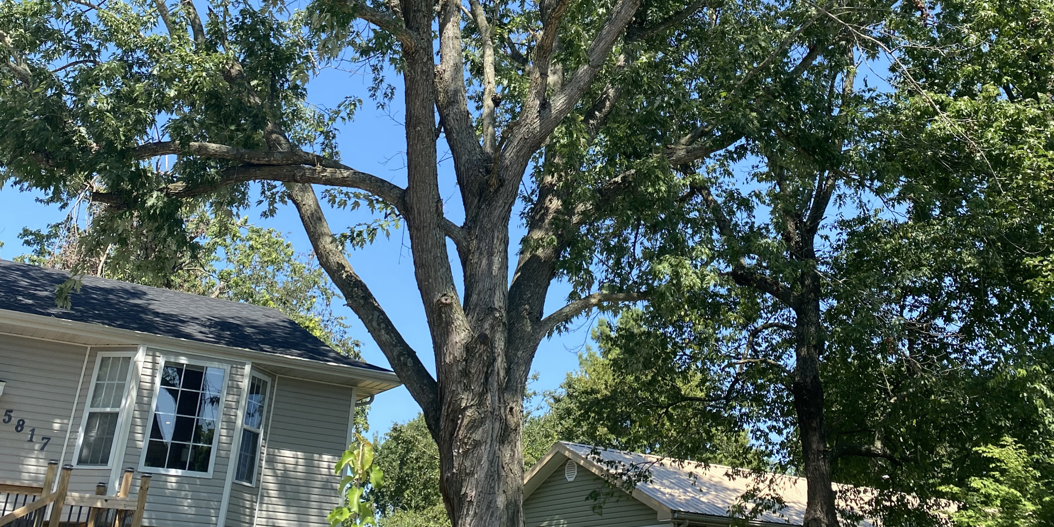 Can Storm-Damaged Trees Be Saved?