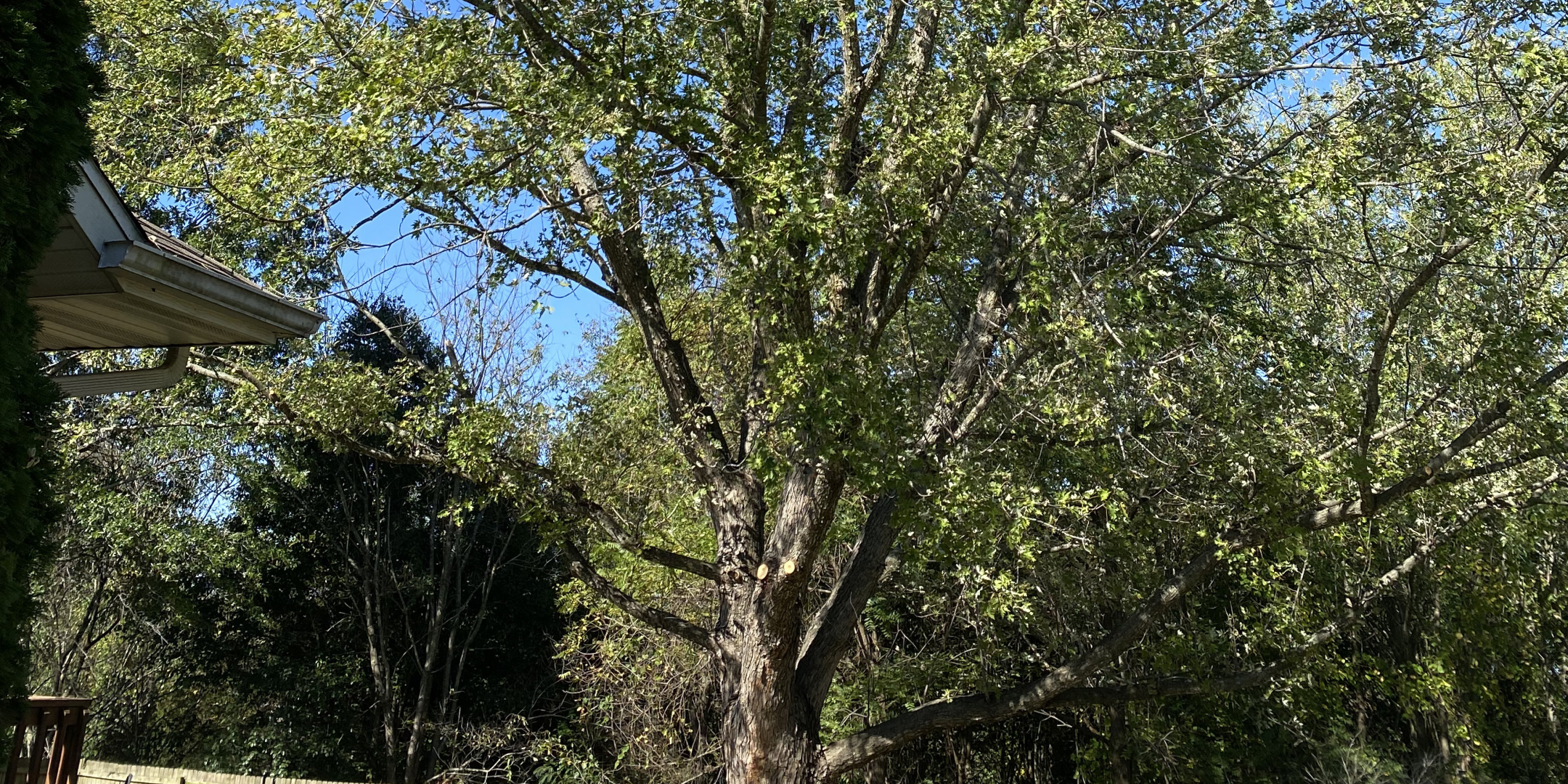How to Dispose of Tree Branches in Springfield, Missouri