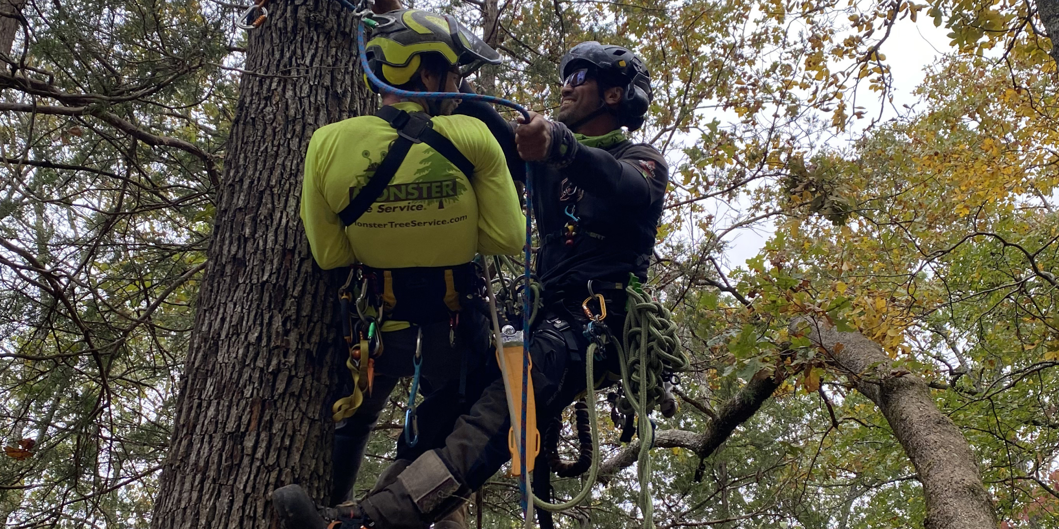 How to Protect a Tree From Being Cut Down in Springfield, MO